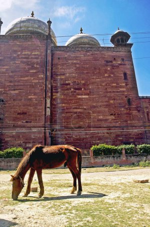 Horse grazing behind Taj Mahal Agra Ancient animal artist artistic backside beautiful blue sky clouds Color constructed 1631 A.D -1648 A.D domes domestic Dream Marble exterior famous full length grass historical India landmark legend maker emperor sh