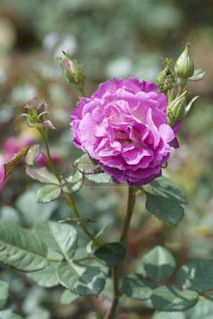 The Centenary Rose Garden Vijayanagaram Rose Garden ; Udhagamandalam Ooty in the Nilgiri mountains ; Tamil Nadu ; India