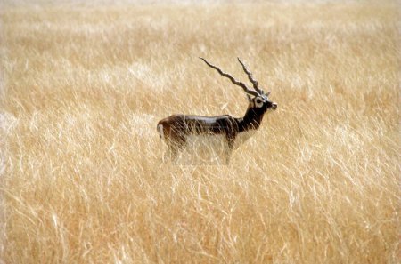 blackbuck ( antilope cervicapra) , endangered mammal , india
