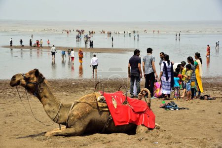 Téléchargez les photos : Camel, plage d'Ubharat, Navsari, Gujarat, Inde, Asie - en image libre de droit