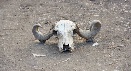 Crâne de taureau dans le parc national de Gir, Gujarat, Inde, Asie