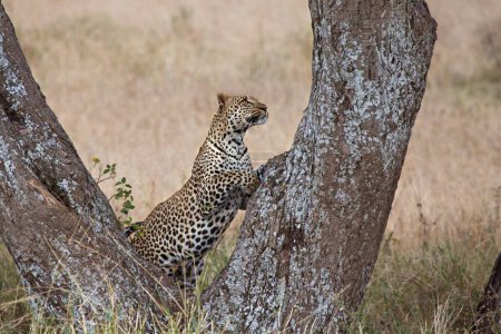 leopard on tree, serengeti national park, tanzania, africa
