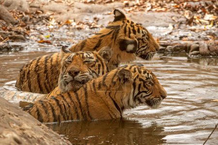 Close up of heads of three wild tigers in a waterhole Wild mother tiger sitting in water with her two sub adult cubs on either side in Ranthambhore tiger reserve, India