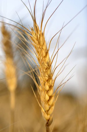 Photo for Wheat field, Pune, Maharashtra, India - Royalty Free Image