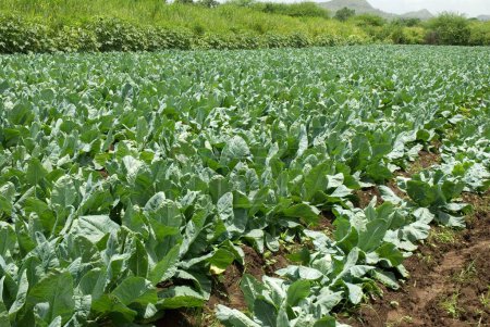 Cauliflower farm at Ojhar near Murbad , Maharashtra India