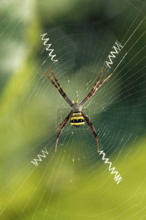 Photo for Signature Spider and Web - Royalty Free Image