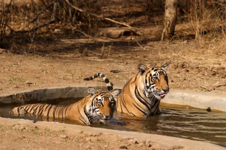 Téléchargez les photos : Deux tigres (Panthera Tigris) se relaxant dans un étang d'eau, Ranthambore Wildlife Sanctuary, Rajasthan, Inde - en image libre de droit