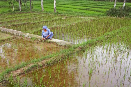 Foto de Señora rural que trabaja en el campo de arroz verde socio, iniciativa económica iniciada por la ONG Chinmaya Organización de Desarrollo Rural CORD, Sidhbari, Himachal Pradesh, India - Imagen libre de derechos