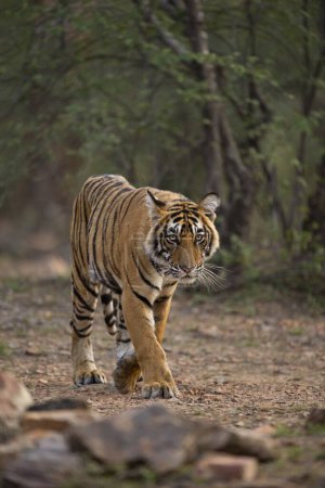Téléchargez les photos : Tigre du Bengale dans le parc national de Ranthambhore, rajasthan, Inde, Asie - en image libre de droit