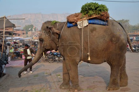 Téléchargez les photos : Eléphant indien mendiant Jodhpur Rajasthan Inde Asie - en image libre de droit