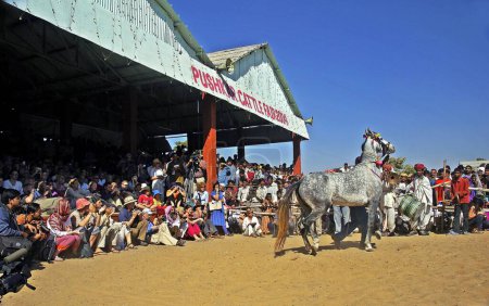 Téléchargez les photos : Spectacle de danse de cheval apprécié par les touristes étrangers, Pushkar foire aux bovins, Pushkar, Rajasthan, Inde - en image libre de droit