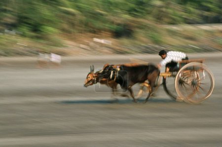 Foto de Bullock Cart Race ar murud-Janjira , Maharashtra , india - Imagen libre de derechos