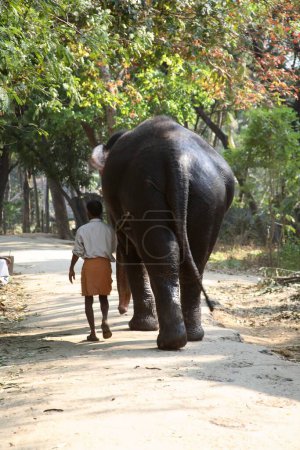 Foto de Elefante Elephas maximums and mahout walking together Guruvayur Devaswom Boards Punnathur Kotta Elephant sanctuary, Guruvayur, Dist Thrissur, Kerala, India - Imagen libre de derechos