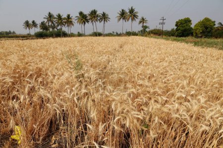 cultivo de trigo, kolhapur, Maharashtra, India, Asia
