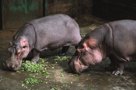 Photo for Hippopotamus pair eating grass in national safari park ; Bangalore ; Karnataka ; India - Royalty Free Image