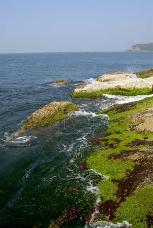 Photo for Rocks full of moss and coral thrust inside water , Arabian sea at Harihareshwar Beach Konkan coastal line Raigad Maharashtra - Royalty Free Image