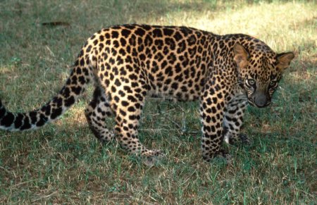 Foto de Leopardo Panthera Pardus, India - Imagen libre de derechos