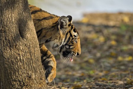 Bengalische Tiger auf Pirsch im Ranthambhore Nationalpark, Rajasthan, Indien, Asien