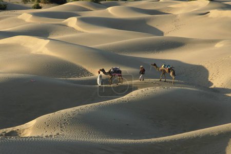 Téléchargez les photos : Chameaux avec des hommes dans les dunes de sable sam désert ; Jaisalmer ; Rajasthan ; Inde - en image libre de droit