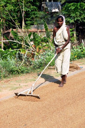 Photo for Women drying the rice on land, Bhubaneswar, Orissa, India, - Royalty Free Image