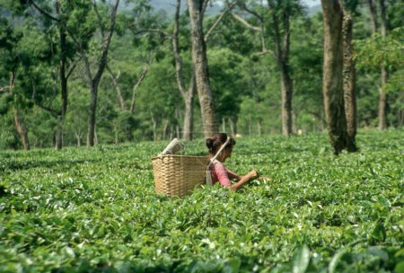 Téléchargez les photos : Femme cueillette de feuilles de thé, Tea Garden, Assam, Inde, Asie - en image libre de droit