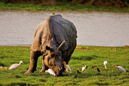 Photo for Asian one horn rhino rhinoceros unicornis with cattle egret , Kaziranga national park , Assam , India - Royalty Free Image