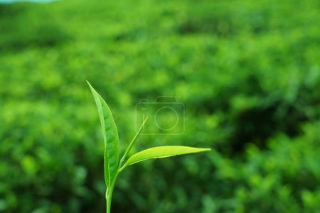 Hoja de té, plantación de té, resort Tea Nest, Singara Estate, Coonoor, Nilgiris, Tamil Nadu, India