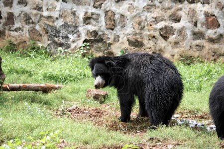Téléchargez les photos : Ours noir asiatique dans le zoo - en image libre de droit