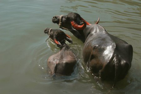 Photo for Black buffalos mother and young swimming and bathing in green waters of river Krishna ; Menauli ; Wai ; Maharashtra ; India - Royalty Free Image
