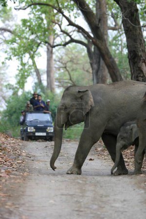Foto de Turistas en safari y elefante asiático Elephas maximus, madre y ternera joven caminando en la Reserva del Tigre de Corbett, Uttaranchal, India - Imagen libre de derechos