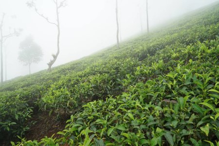Plantación de té, Tea Nest resort, Singara Estate, Coonoor, Nilgiris, Tamil Nadu, India