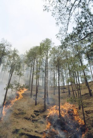 Téléchargez les photos : Feu de forêt, uttaranchal, Inde - en image libre de droit