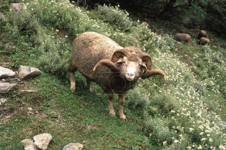 Camino a Pindari Sheep Ovis ammon polii blyth, India