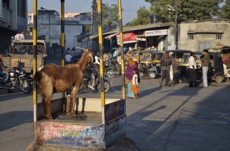 Téléchargez les photos : Chèvre debout dans la cabine Rajasthan Sirohi Inde Asie - en image libre de droit