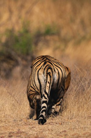 Alert tiger panthera tigris tigris stalking , Ranthambore national park , Rajasthan , India