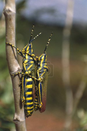 Insectos, apareamiento pintado Saltamontes