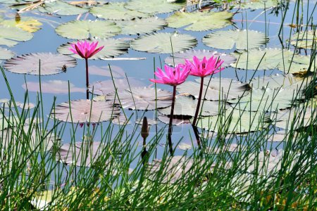 Téléchargez les photos : Trois fleurs de lotus rose avec bourgeon dans l'étang, Nelumbo nucifera, lotus sacré, lotus Laxmi, lotus indien, Chikhli, Navsari, Gujarat, Inde, Asie - en image libre de droit
