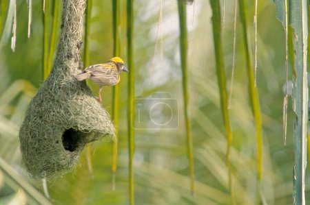 Foto de Pájaros, tejedor de baya y nido (ploceus philippinus) - Imagen libre de derechos