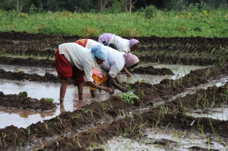 Foto de Mujeres plantando plantaciones de arroz en arrozales, Pune, Maharashtra, India, Asia - Imagen libre de derechos