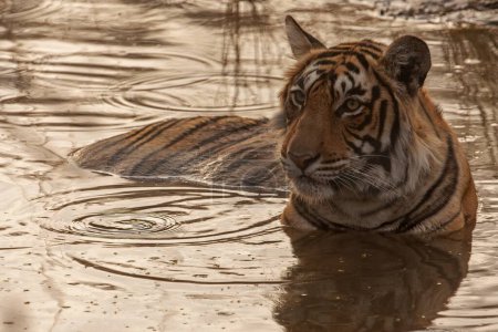 Bengal tiger sitting and cooling off in a waterhole during the hot summers in Ranthambhore national park in India