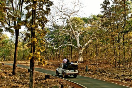 Téléchargez les photos : Jeep on forest road, Tadoba Wildlife Sanctuary, Chandrapur, Maharashtra, Inde, Asie - en image libre de droit