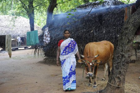 Foto de Señora rural con ayuda de la vaca por ngo kshtriya gramin servicios financieros de la fundación IFMR, Thanjavur, Tamil Nadu, India - Imagen libre de derechos