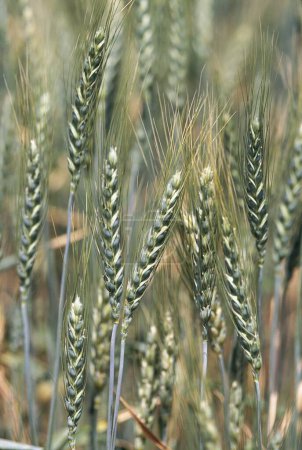 wheat field cereal ear grain crops , india