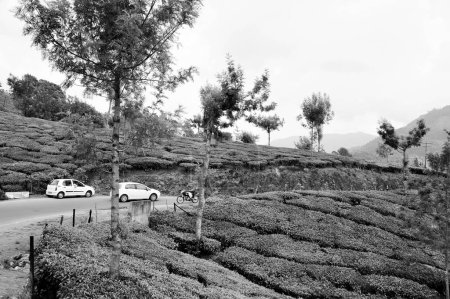 Photo for Cars and bike, Tea plantations, Munnar, Idukki, Kerala, India, Asia - Royalty Free Image