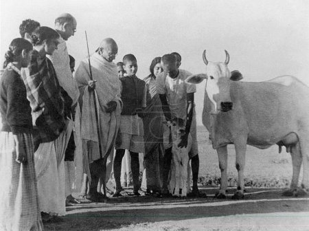 Téléchargez les photos : Balwant Singh présente un veau de quatre heures au Mahatma Gandhi et à d'autres à l'ashram de Sevagram, 1940 - en image libre de droit
