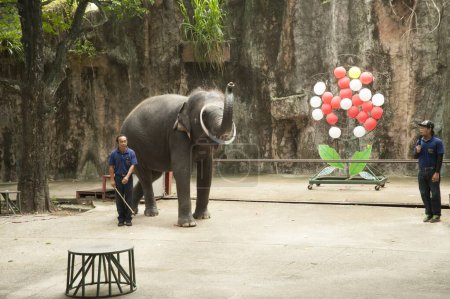 Téléchargez les photos : Spectacle d'éléphants, zoo de sriracha, bangagara, thailand, asie - en image libre de droit