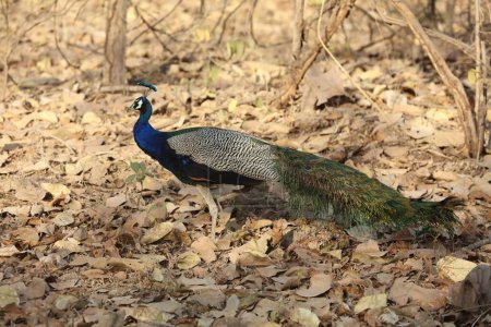 common peafowl, sasan gir, Gujarat, India, Asia