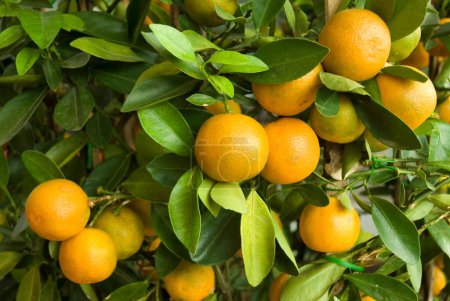 Téléchargez les photos : Bonsaï aux fruits orange en Malaisie Asie - en image libre de droit