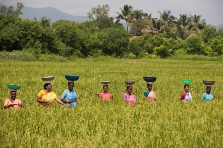 Foto de Mujeres trabajadoras en campo, raigad, maharashtra, india, asia - Imagen libre de derechos