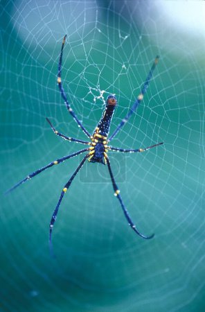 Photo for Giant wood Spider and Web , Yewoor , Thane , Maharashtra , India - Royalty Free Image